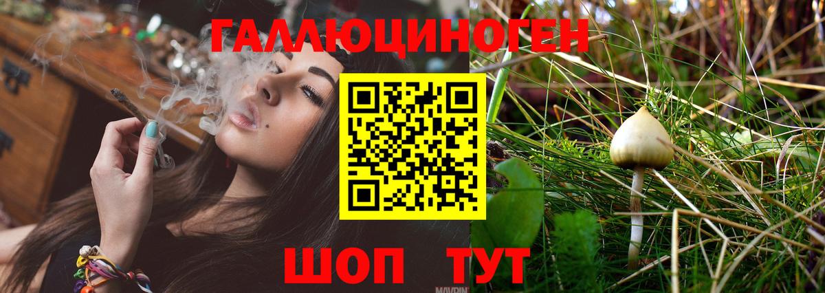 Галлюциногенные грибы Psilocybine cubensis Одинцово